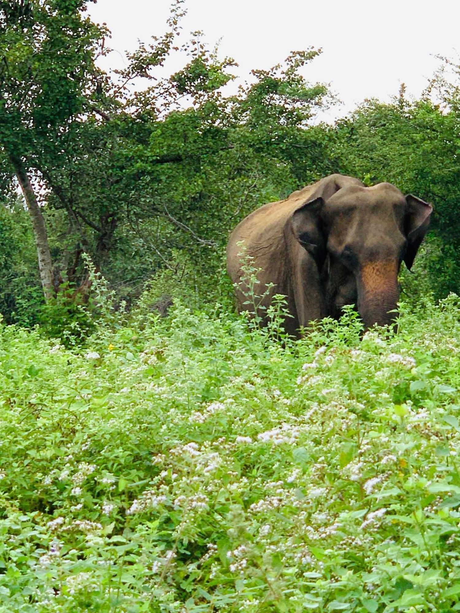 Golden Pearl Safari Villa Udawalawe Eksteriør bilde